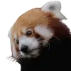 Эмодзи Red Panda