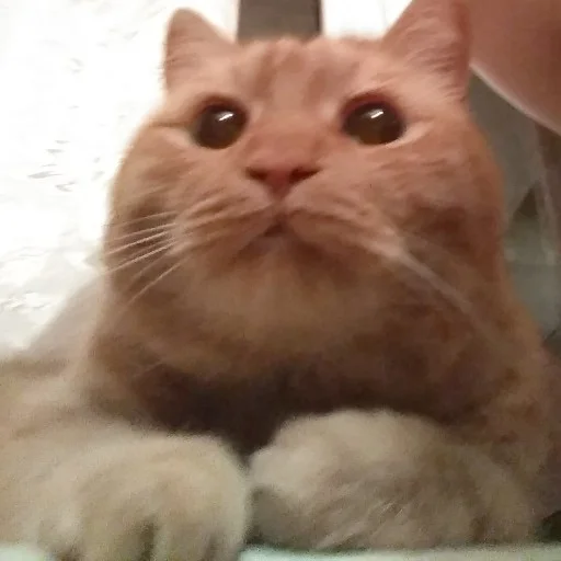 Эмодзи Рыжик