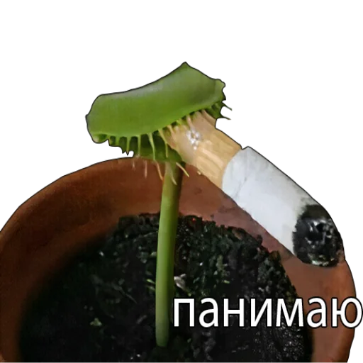 Эмодзи Ржакич без смс и регистрации
