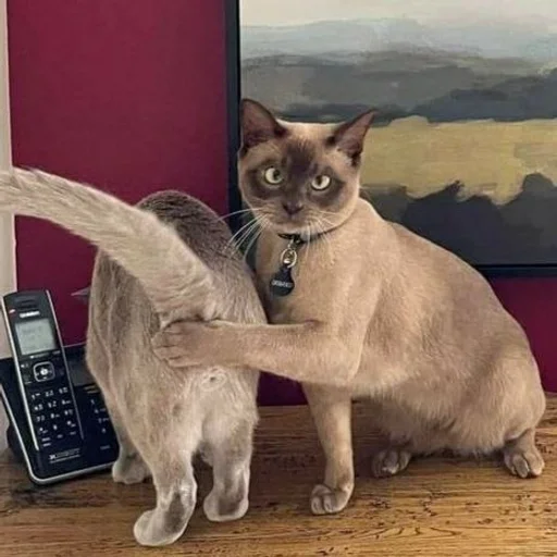 Эмодзи котята