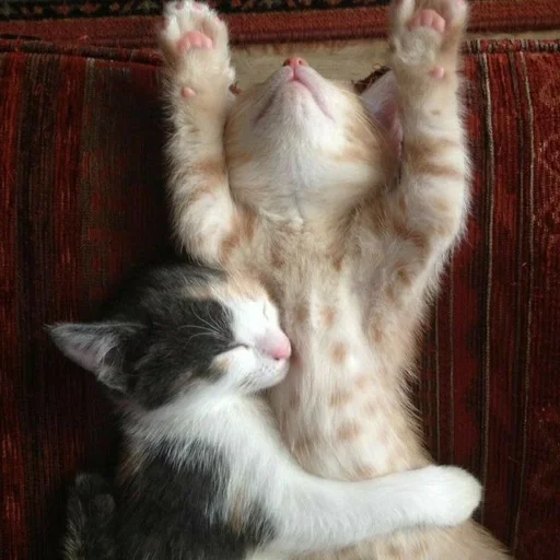 Эмодзи котята