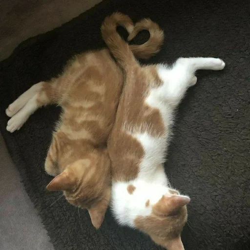 Эмодзи котята