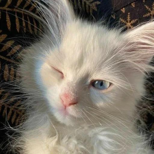Эмодзи котята