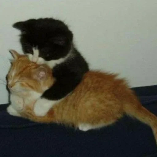 Эмодзи котята