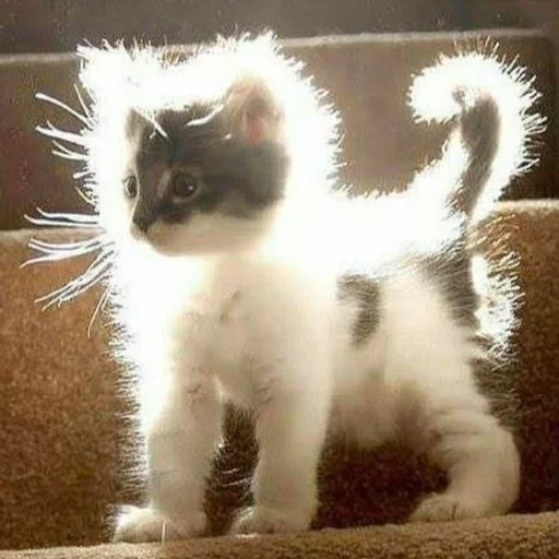 Эмодзи котята