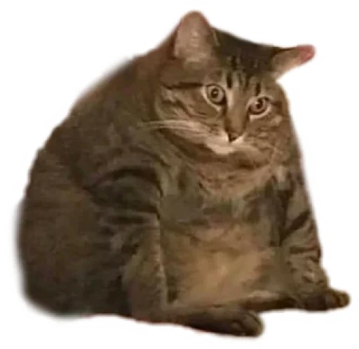 🐱