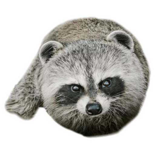 Эмодзи Round Animals