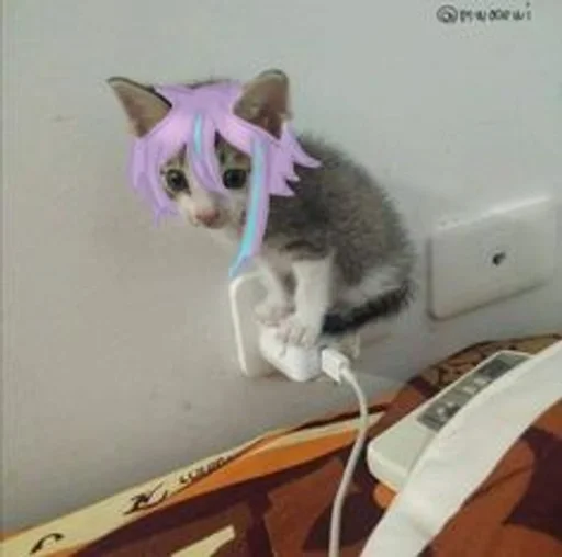 🐱