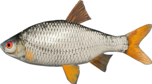 Эмодзи Russian Fishing 4