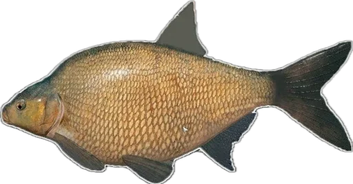 Эмодзи Russian Fishing 4