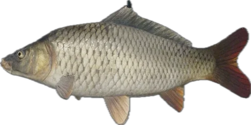 Эмодзи Russian Fishing 4