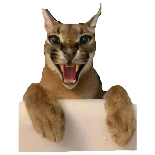 Эмодзи Шлепа 3