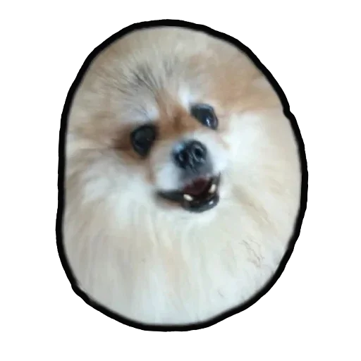 Эмодзи Шпиц Енот