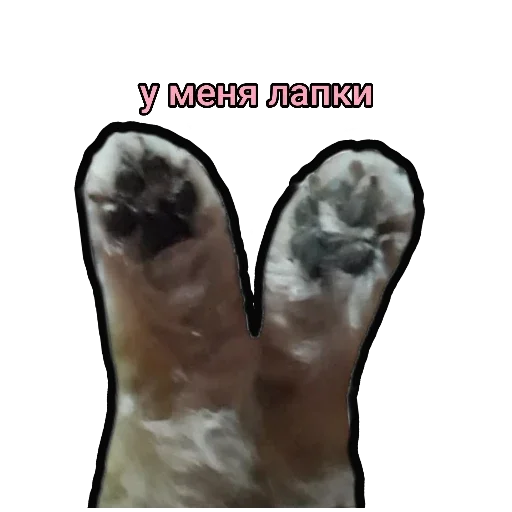 Эмодзи Шпиц Енот