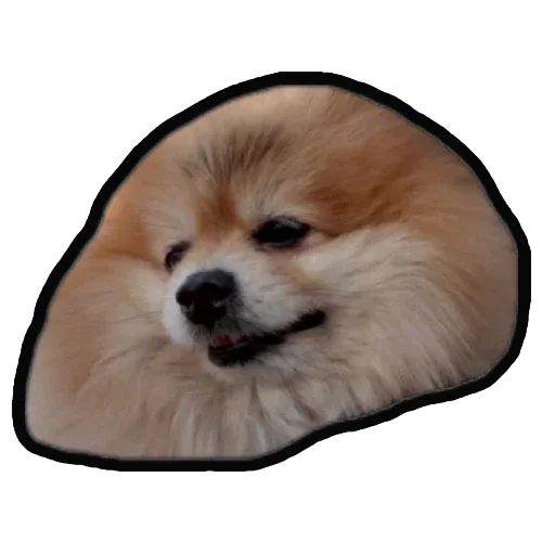 Эмодзи Шпиц Енот