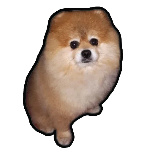 Эмодзи Шпиц Енот