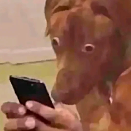 Эмодзи Birds Memes