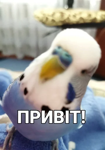 🐦