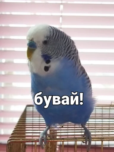 Эмодзи Кеша