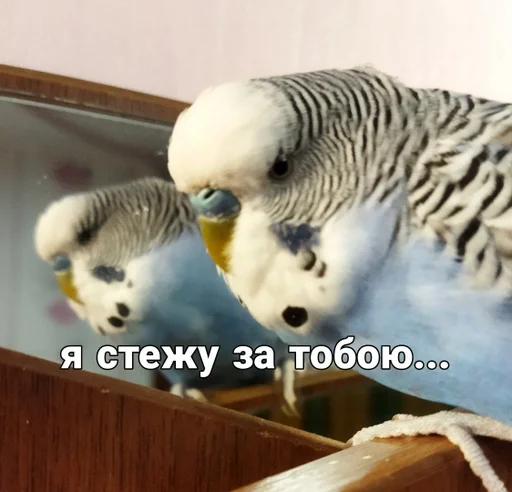 Эмодзи Кеша