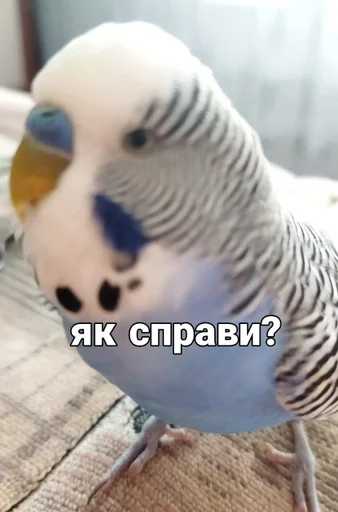 Эмодзи Кеша