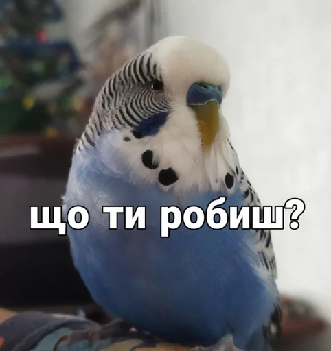 Эмодзи Кеша