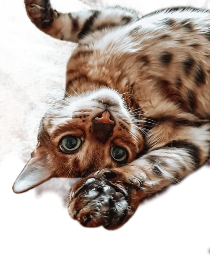 Эмодзи Леона