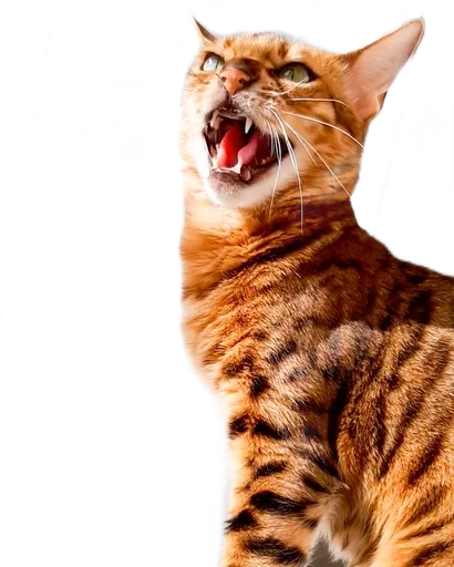 Эмодзи Леона