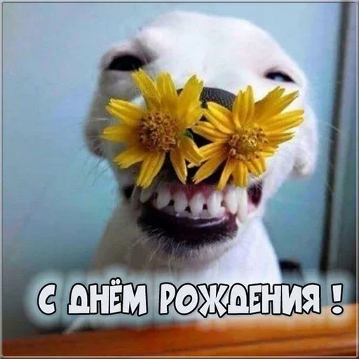 Эмодзи С днём рождения