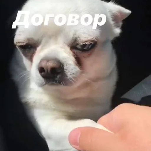 Эмодзи Себек