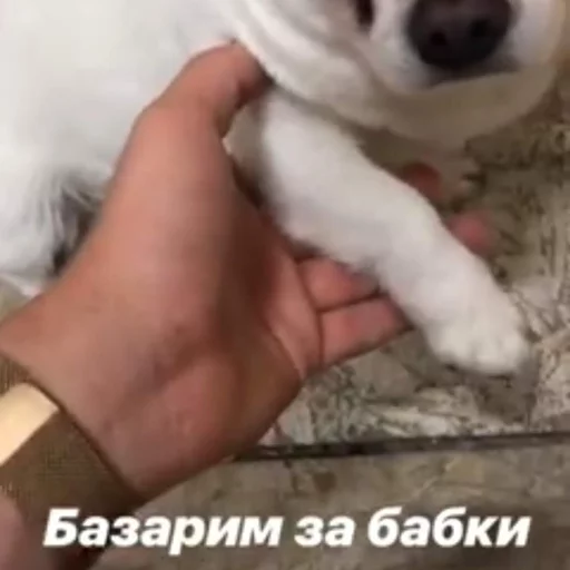 Эмодзи Себек