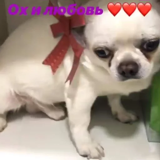 Эмодзи Себек