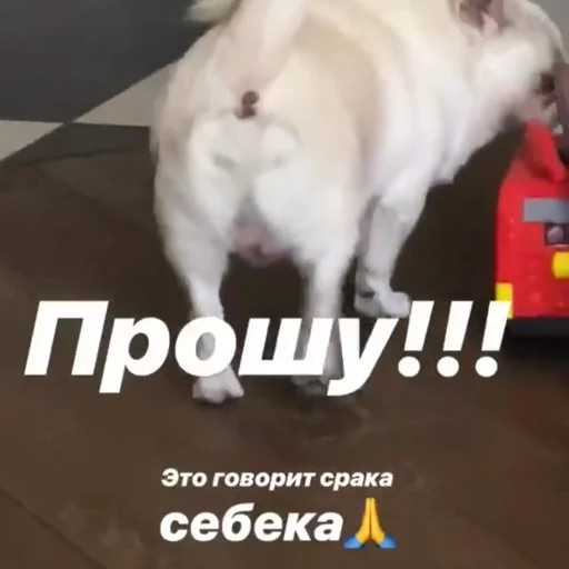 Эмодзи Себек