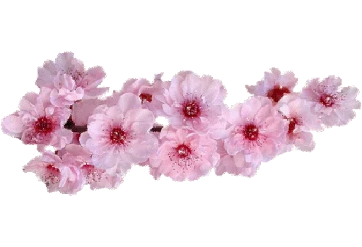 Эмодзи Separator Flower Thick