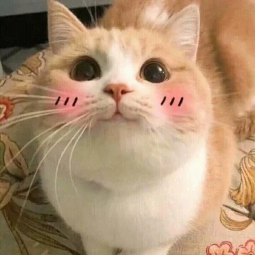 Эмодзи котики