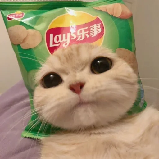 Эмодзи котики