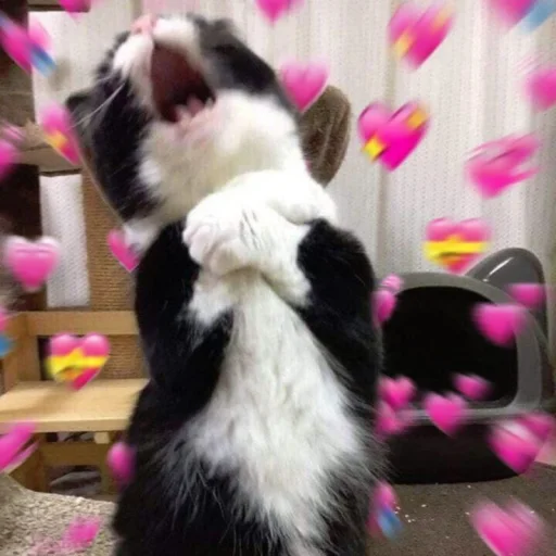 Эмодзи котики