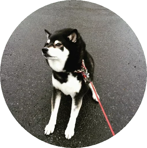 Эмодзи Shiba