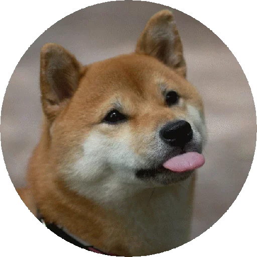 Эмодзи Shiba