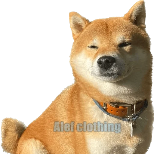 Эмодзи Siba inu fokuden