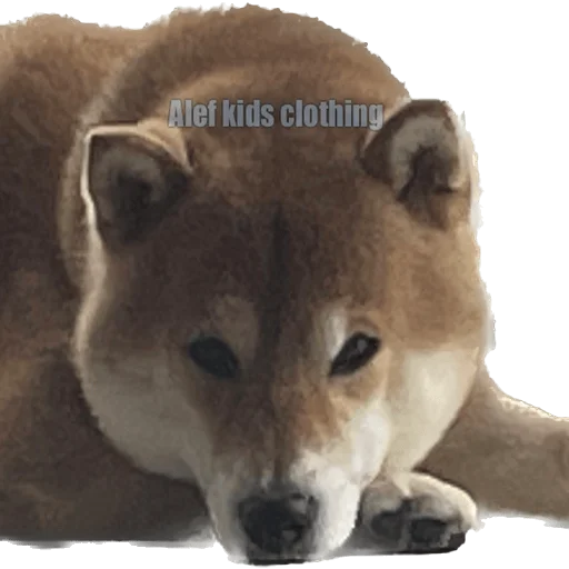 Эмодзи Siba inu fokuden