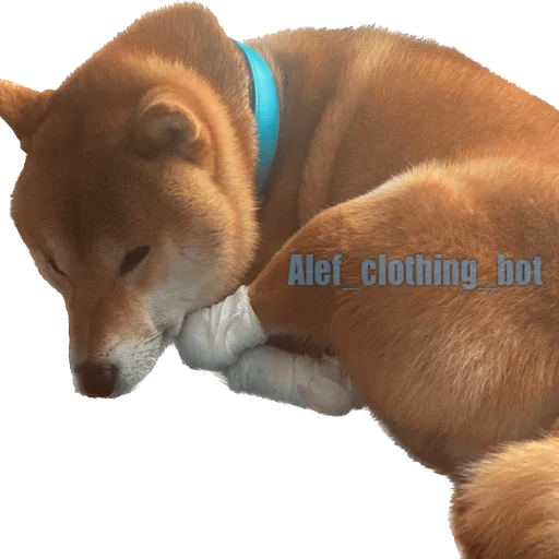 Эмодзи Siba inu fokuden