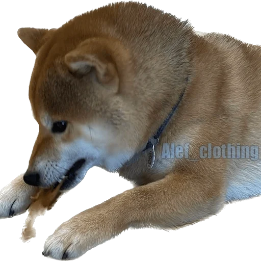 Эмодзи Siba inu fokuden