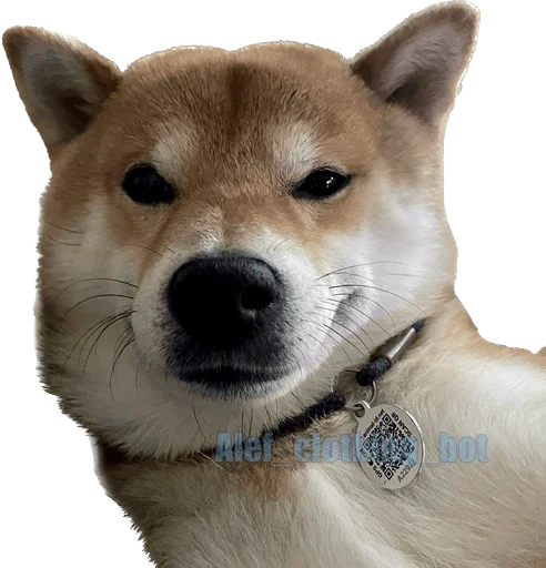 Эмодзи Siba inu fokuden