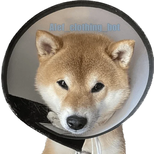 Эмодзи Siba inu fokuden