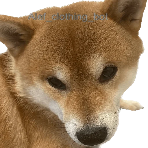 Эмодзи Siba inu fokuden