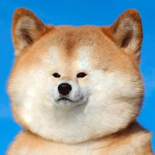 Эмодзи Shiba inu