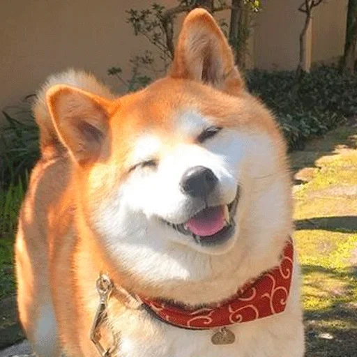Эмодзи Shiba inu