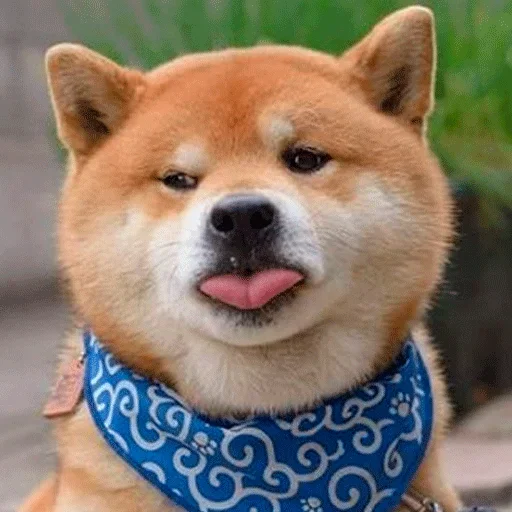 Эмодзи Shiba inu