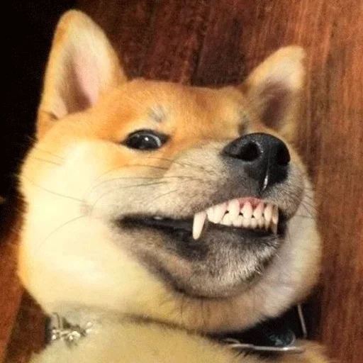Эмодзи Shiba inu